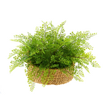 Potted fern potted in a basket against a white backdrop