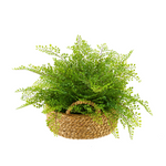 Fern plant in a woven basket on a white background