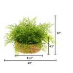 Faux green fern plant in a woven basket with dimensions on a white background