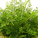 Close-up of a lush green fern plant on a white background