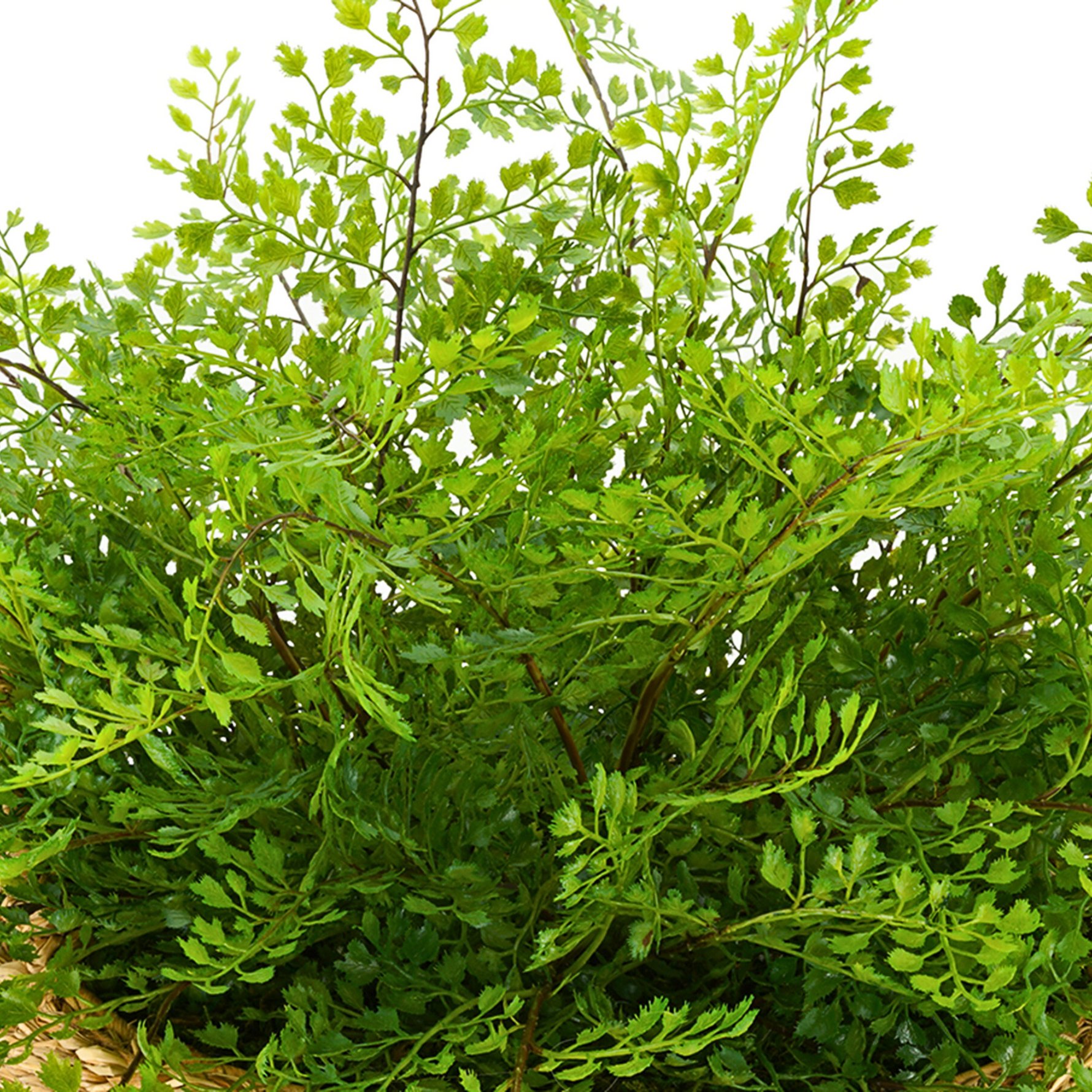 Close-up of a lush green fern plant on a white background