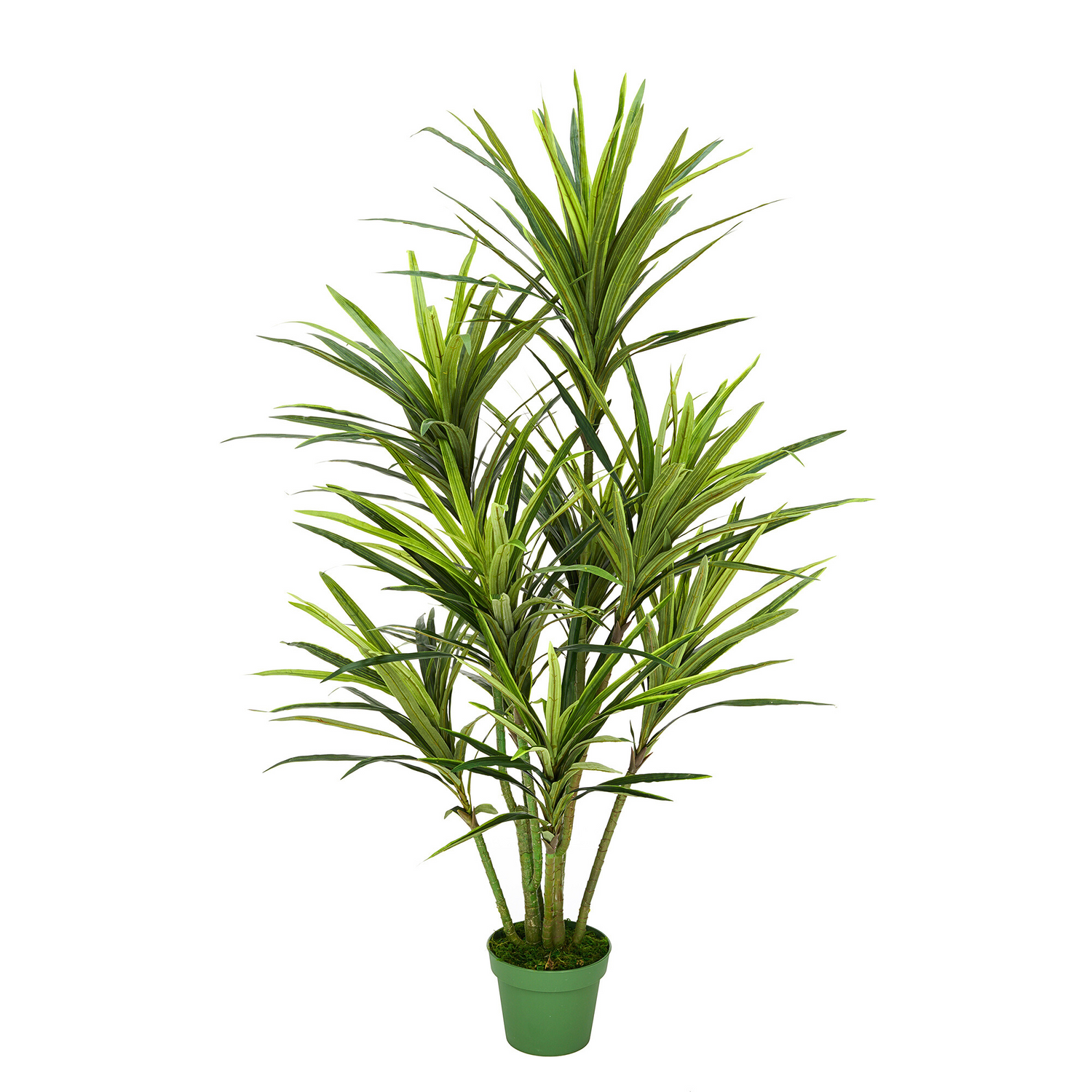 Faux 5ft Dracaena Tree with 9 Heads
