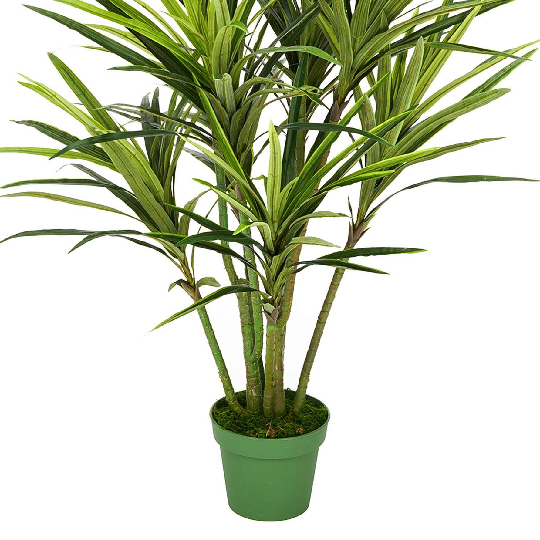 Faux 5ft Dracaena Tree with 9 Heads