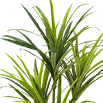 Faux 4ft Dracaena Tree with 4 Heads