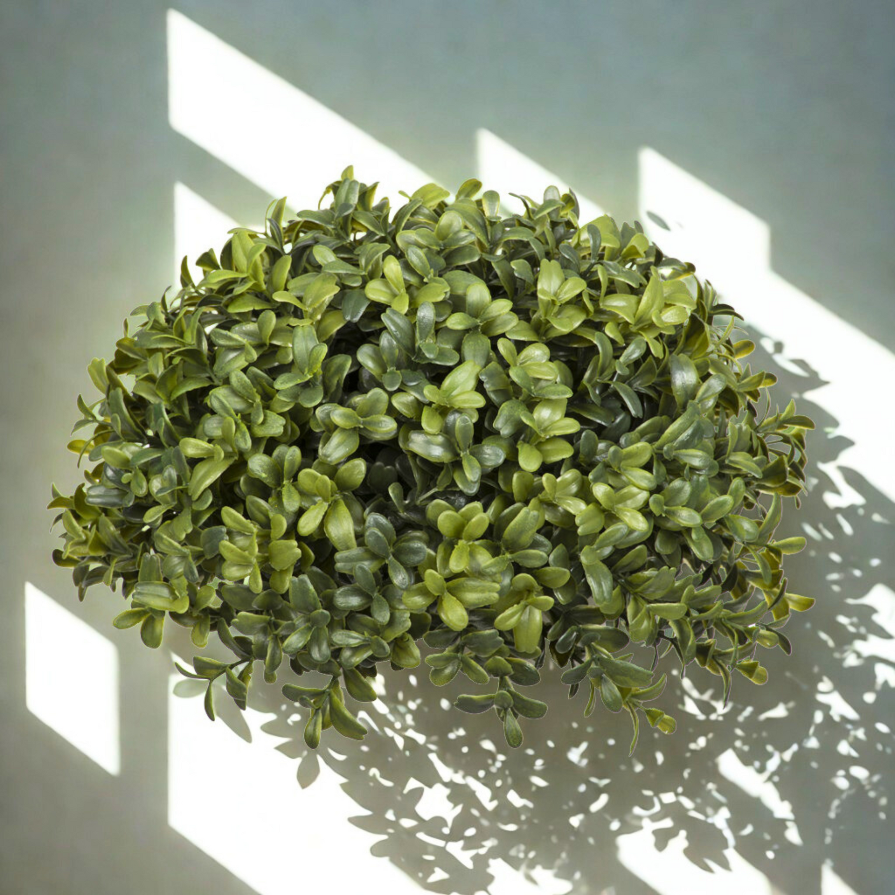 Artificial boxwood ball against a white background with diffused lighting