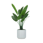 58" Travelers Palm in Matte White Ceramic