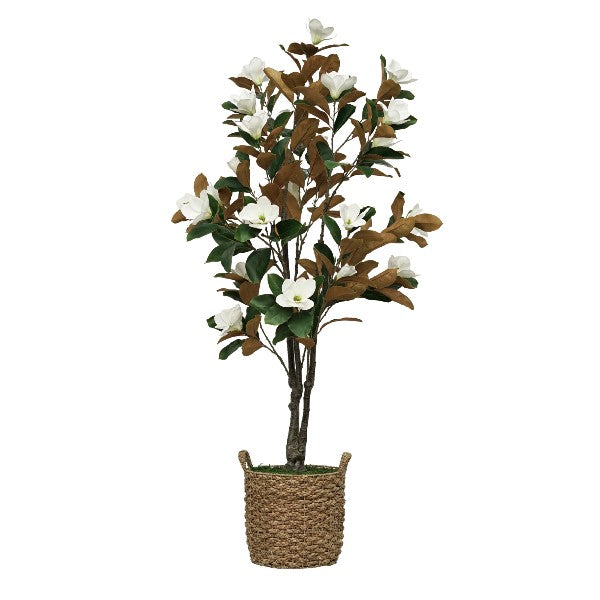 75" Magnolia Tree in Natural Seagrass Basket