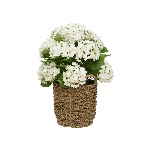 24" White Hydrangea in Natural Seagrass Basket