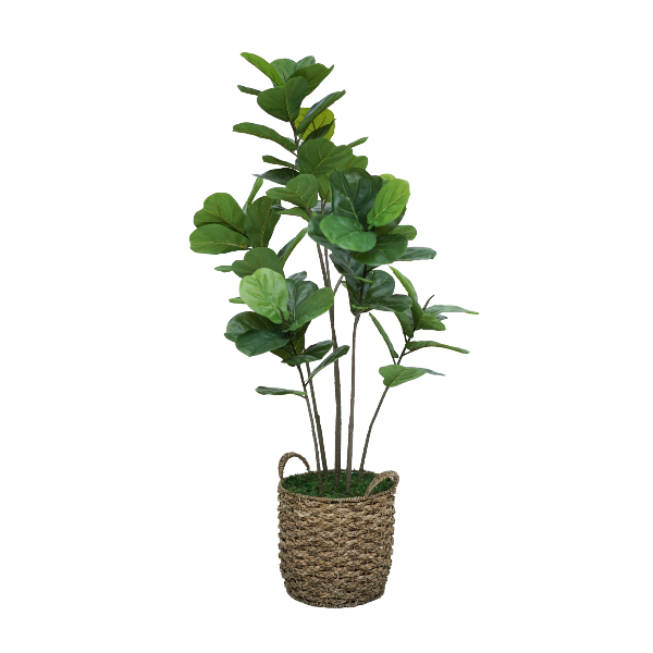 55" Fiddle Tree in Natural Seagrass Basket