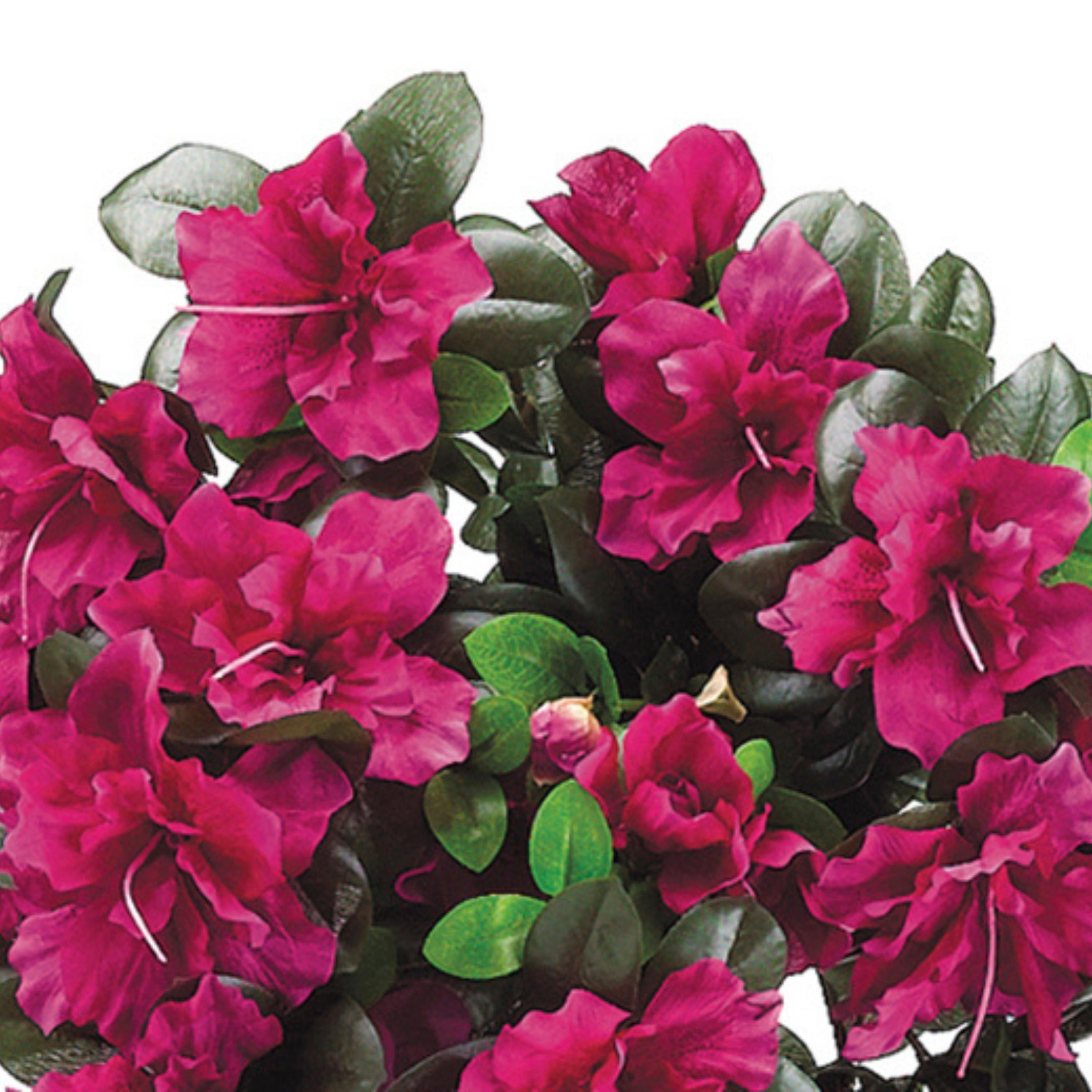 Artificial 24 Inch Azalea Trailing Bush Set Of 6 House Of Silk Flowers   HAB942 CE2x3000 2160x 