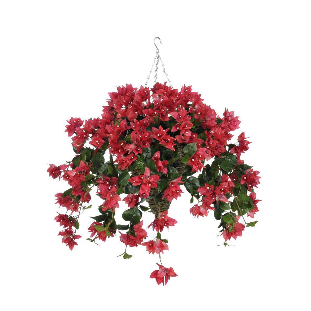 Hanging basket with watermelon red flowers on a white background