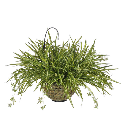 Artificial Spider Hanging Basket - House of Silk Flowers®
 - 2