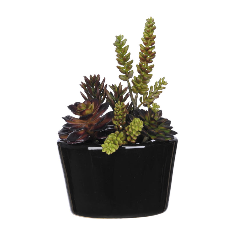 Artificial Succulent Garden in Gloss Black Oval Ceramic - House of Silk Flowers®
