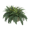 Artificial Fern in Washed Wood Ledge