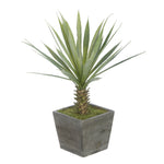 Baby Yucca in Washed Wood Cube House of Silk Flowers®