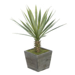 Baby Yucca in Washed Wood Cube House of Silk Flowers®