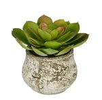 Artificial Echevaria Succulent in Distressed Cement Vase - House of Silk Flowers®
 - 2