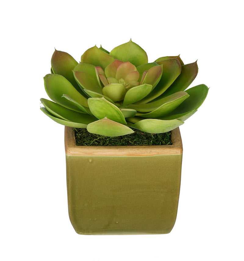 Artificial Echevaria Succulent in Olive Green Ceramic Vase - House of Silk Flowers®
 - 4