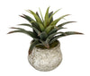 Artificial Star Succulent in Vase - House of Silk Flowers®
 - 3