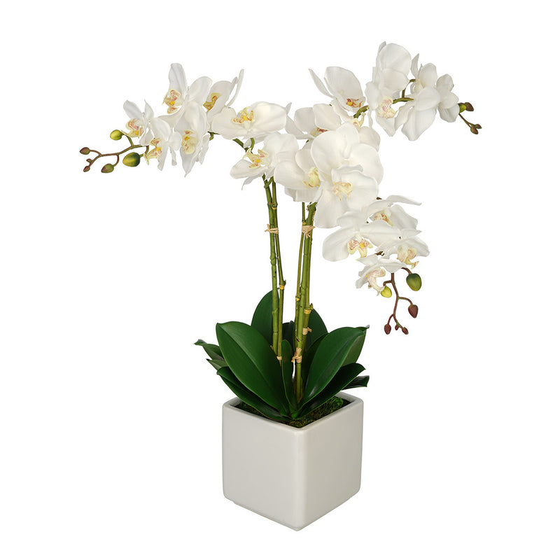 Artificial Triple Stem Orchid in Cube Vase – House of Silk Flowers®