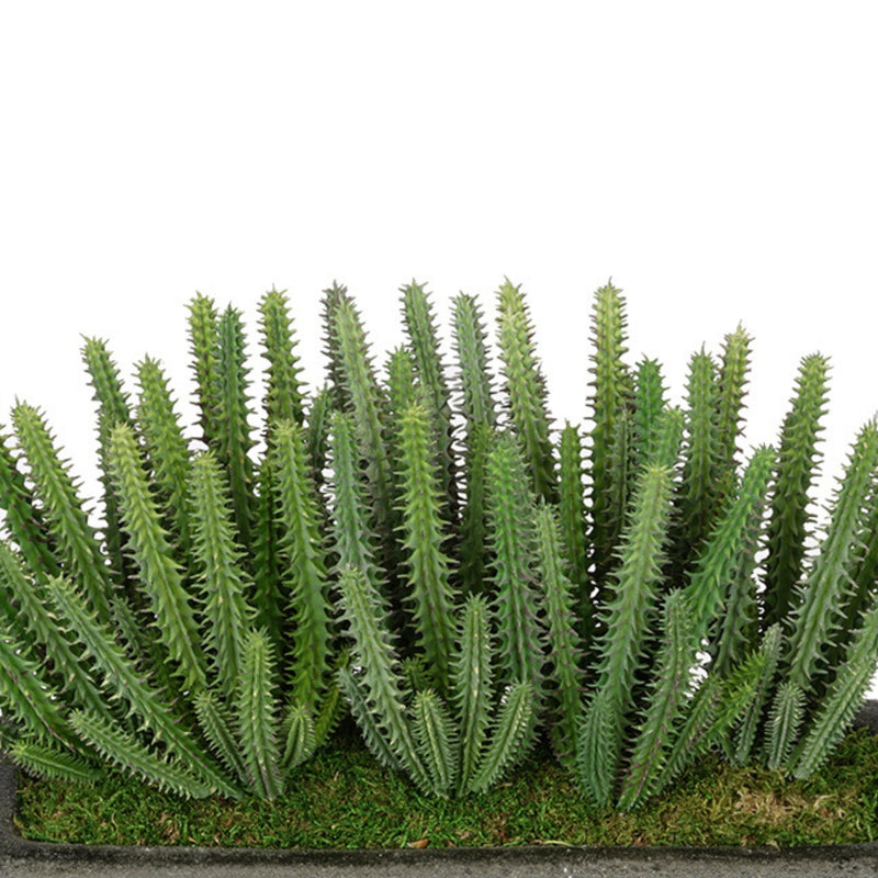 Artificial Organ Pipe Cactus Garden in Sandy-Texture Rectangle
