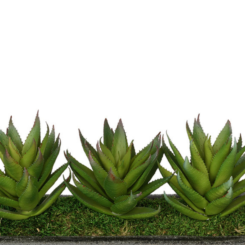 Artificial Aloe Garden in Sandy-Texture Rectangle