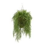 Faux Asparagus Fern in Reed Hanging Basket