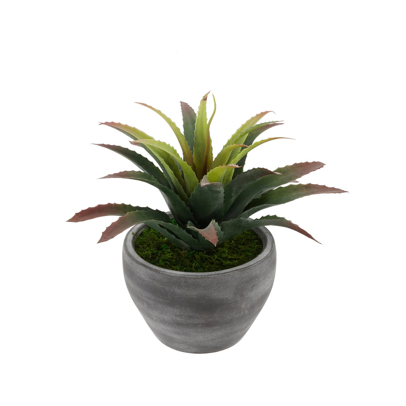 Faux Star Succulent in Grey-Washed Ceramic