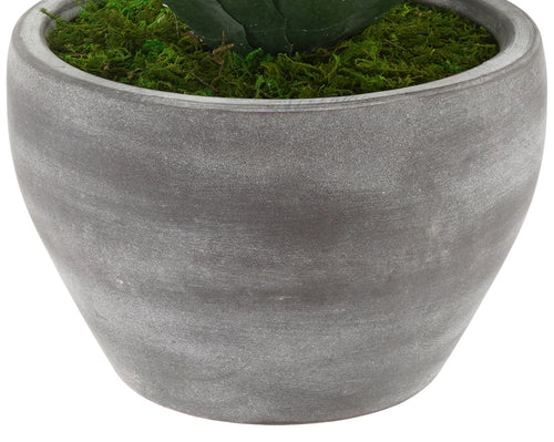 Faux Star Succulent in Grey-Washed Ceramic