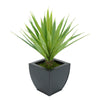 Faux Baby Yucca in Black Tapered Zinc Pot