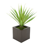 Faux Baby Yucca in Matte Brown Square Zinc Pot