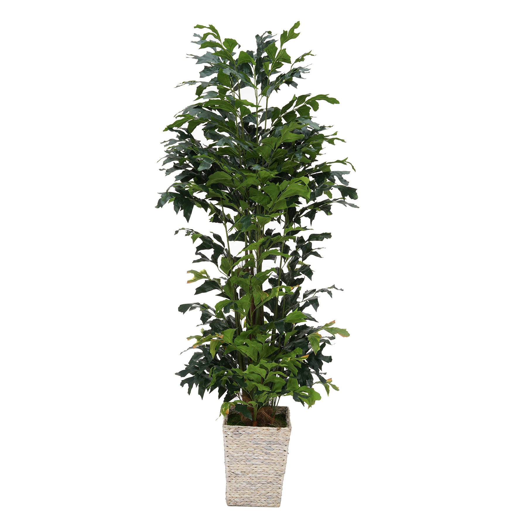 Faux 7ft Fishtail Palm Tree in White Tapered Basket