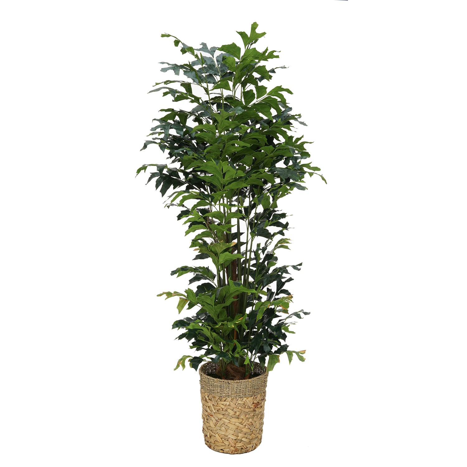 Faux 7ft Fishtail Palm Tree in Natural Seagrass/Water Hyacinth Basket