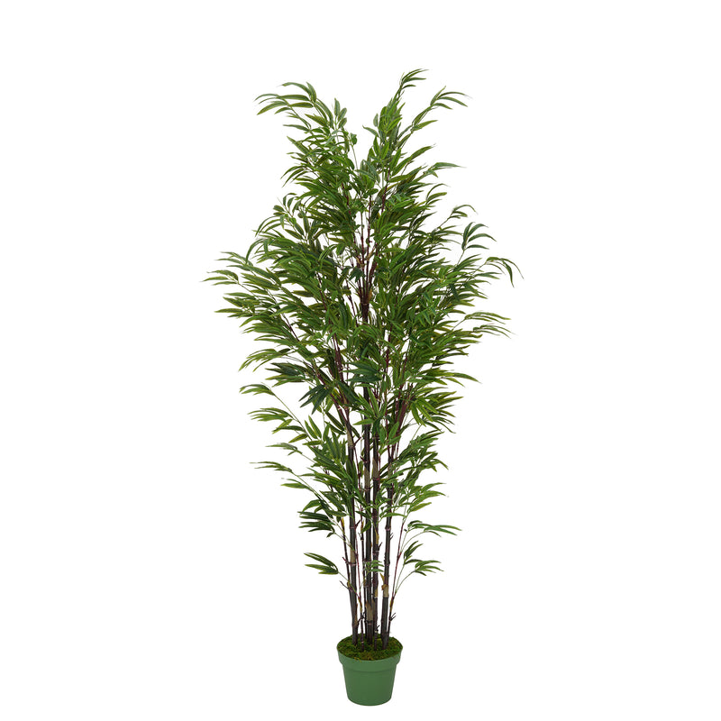 6 foot Black Bamboo Tree: Potted