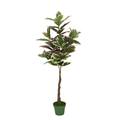 Faux 5ft Pink Edge Variegated Rubber Tree