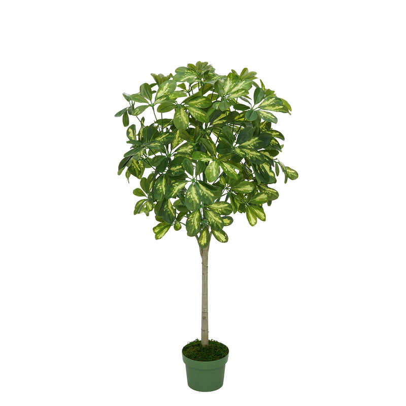 Faux 3ft Variegated Schefflera Topiary House of Silk Flowers®