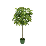Faux 3ft Variegated Schefflera Topiary House of Silk Flowers®