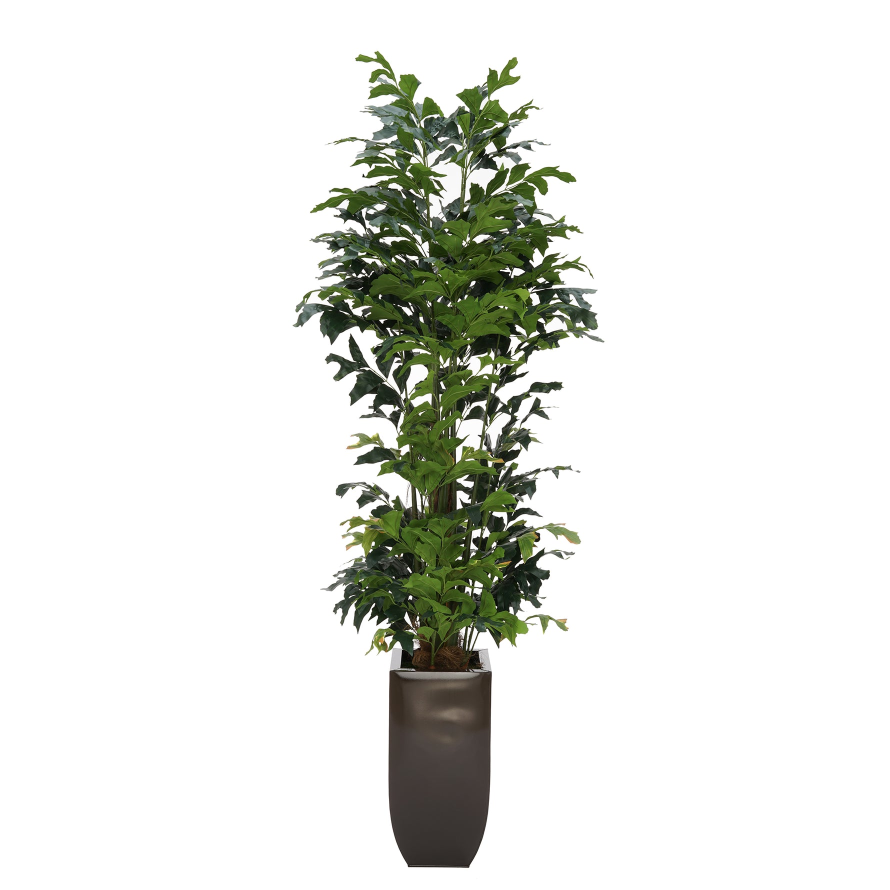 Faux 8ft Fishtail Palm Tree in Glossy Brown Zinc Planter