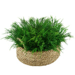 Faux Saltwort in Small Seagrass Tray Basket